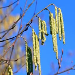 Der Pollenflug beginnt immer früher