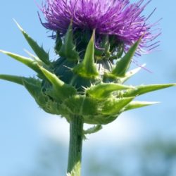 Mariendistel vor blauem Himmel