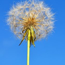 Löwenzahnpollen in Großaufnahme