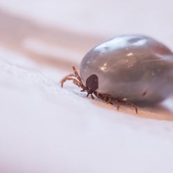 Vollgesogene Zecke (Ixodida) auf weißem Untergrund