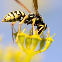 Auch Wespen besuchen manchmal Blüten