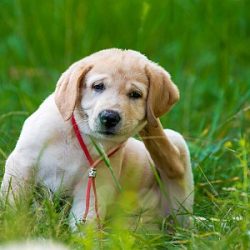 Retriever-Welpe kratzt sich hinterm Ohr auf einer Wiese