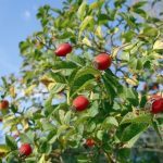 Hagebutten schmecken köstlich und sind gesund